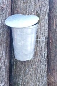 metal bucket for catching tree sap