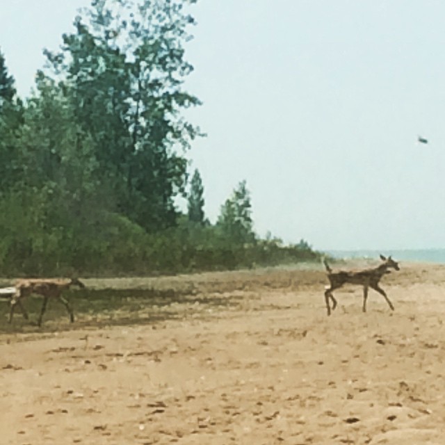 Fawns on a beach